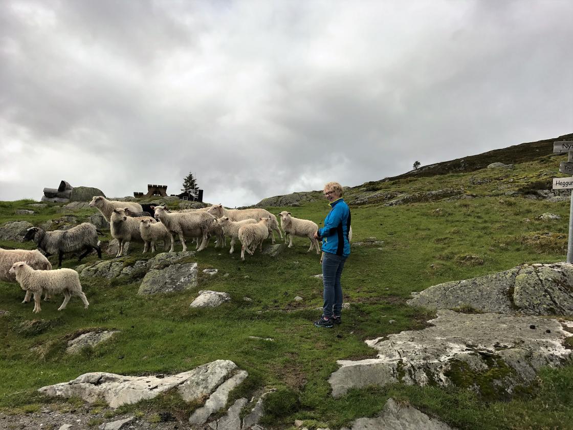 Sauene og Nelly ynskte oss velkomen.