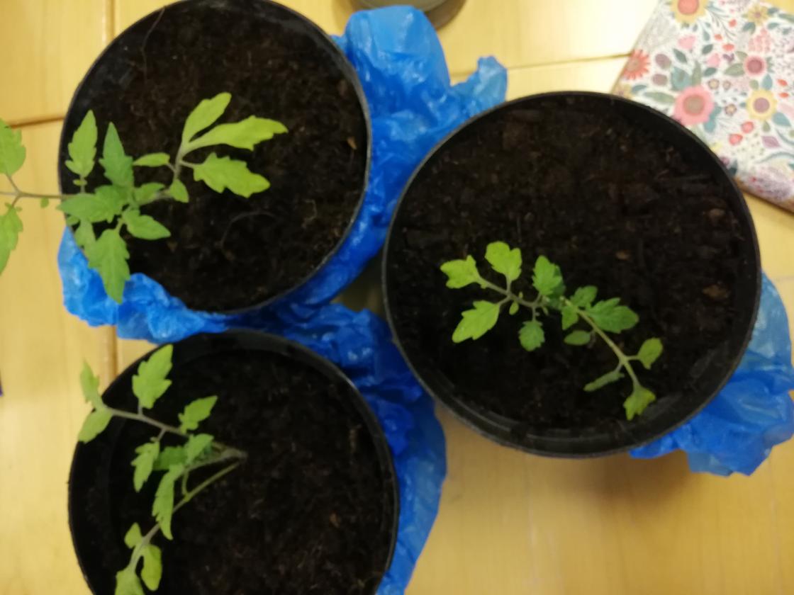 Nå gleder vi oss til fortsettelsen: Sist fikk vi utlevert gresskarfrø, ikveld tomatplanter...