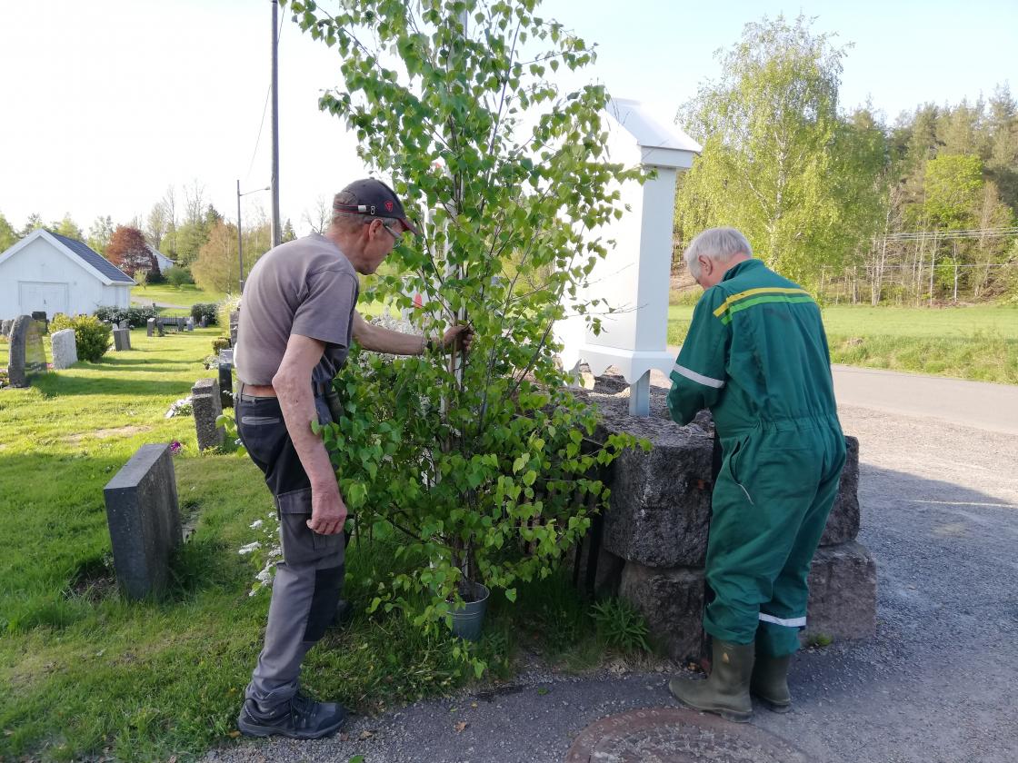 Jan Kalager og Alf Harlem tar seg av bjørkene ved kirken Jan Kalager og Alf Harlem tar seg av bjørkene ved kirken