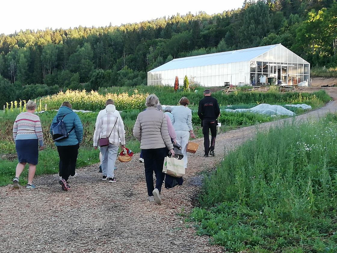 Gjennom åkern opp mot drivhuset mens Hans fortalte om økologisk grønnsakdyrking