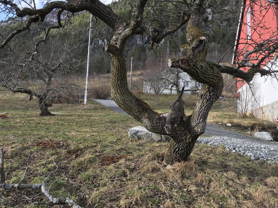 Eit flott gamalt pæretre som pus kosar seg i!