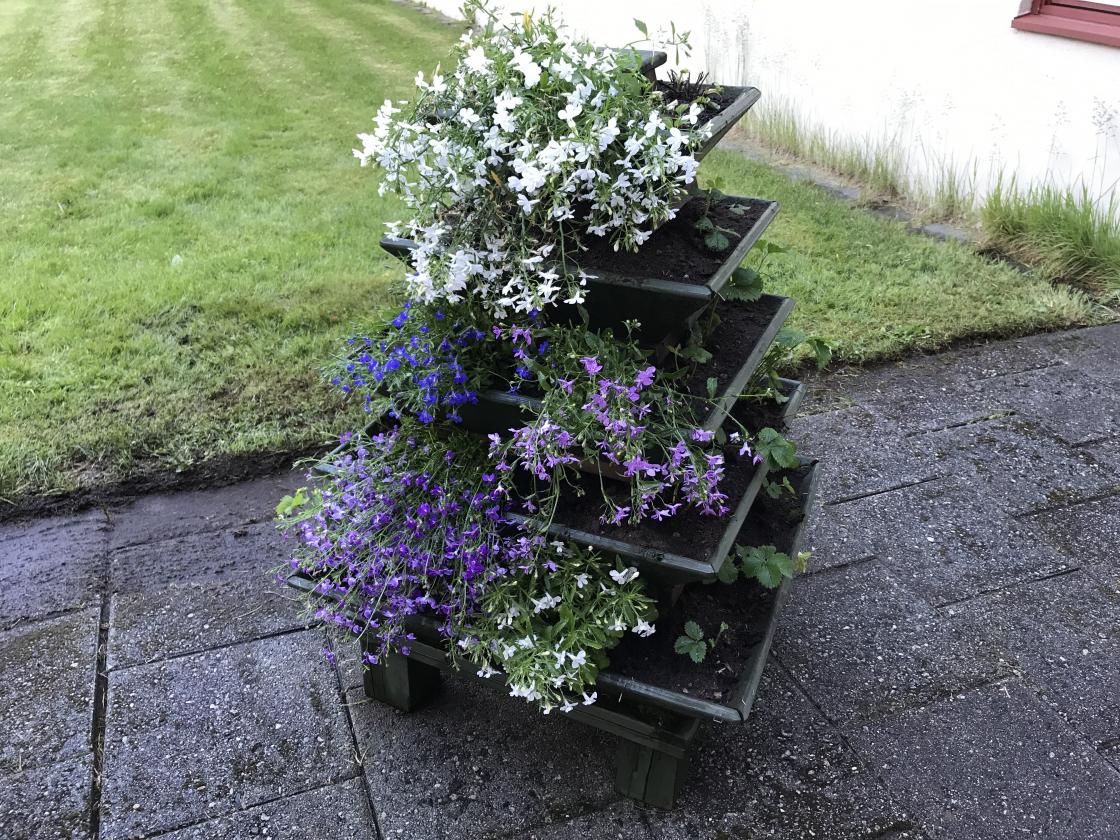 Jordbærpyramiden fekk litt nye plantar og lobelia på baksida.