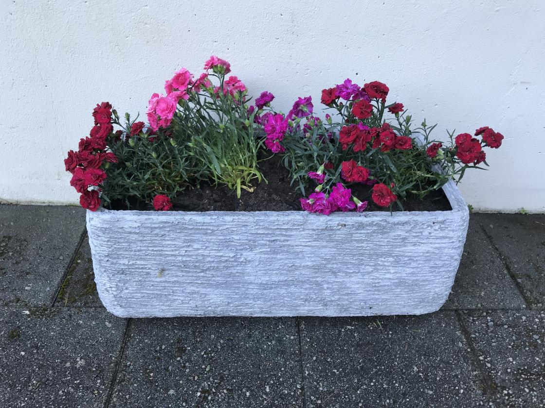 Nellikar i fleire fargar!