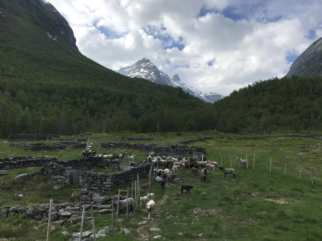 Sauene kom og ville snakke med oss!