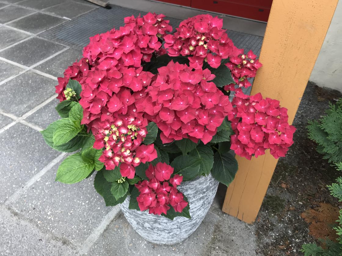 Hortensiaen ved inngangen til Sjukeheimen greier seg heilt til advent!