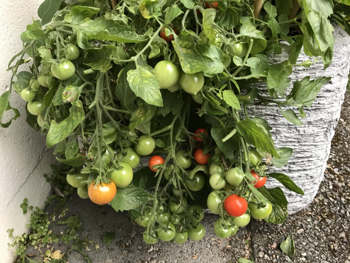 Cherrytomatane var veldig produktive.