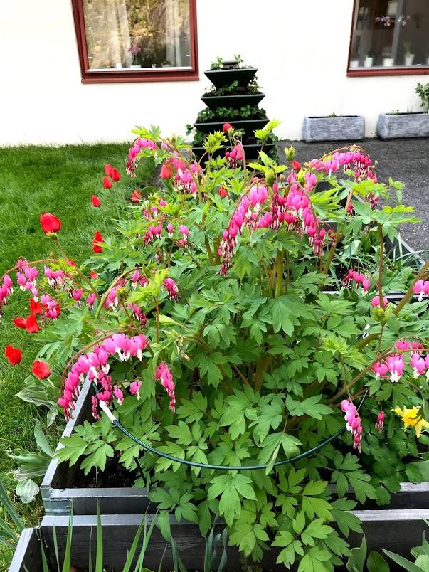 Løytnantshjerte i full blomst.