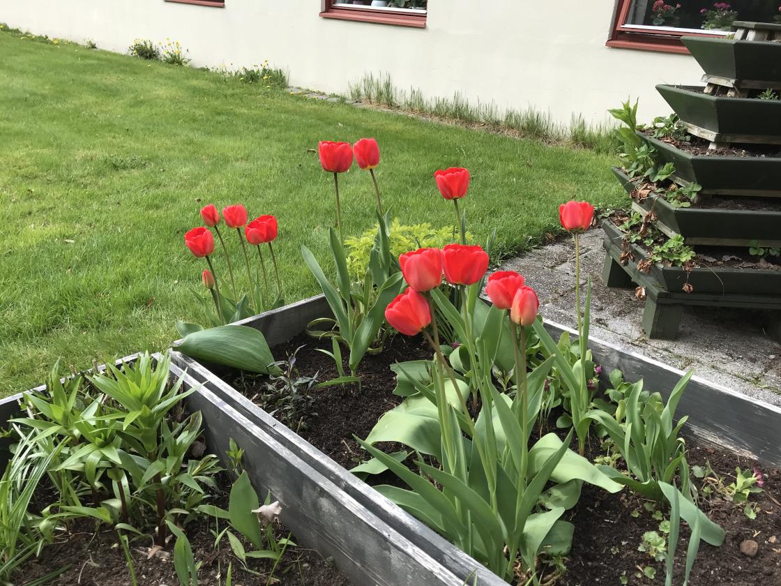 Tulipaner, alltid like fine!