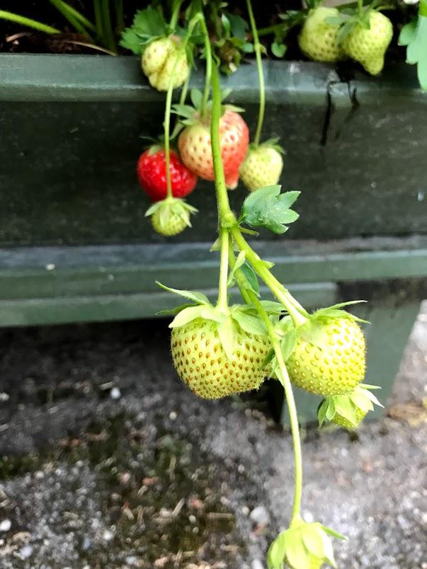 Litt jordbær vart det også.