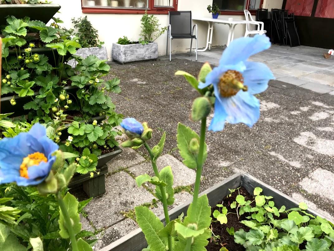 Valmuesøstra blomstra lenge.