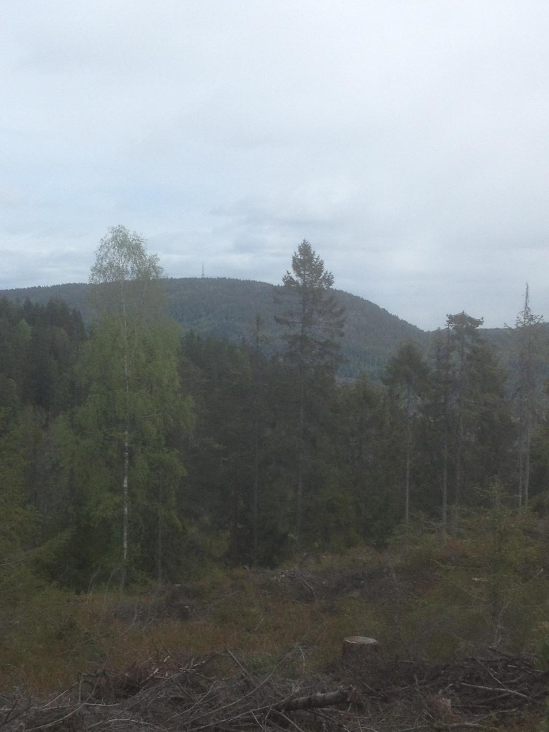 Mellom de to trærne kan masta skimtes