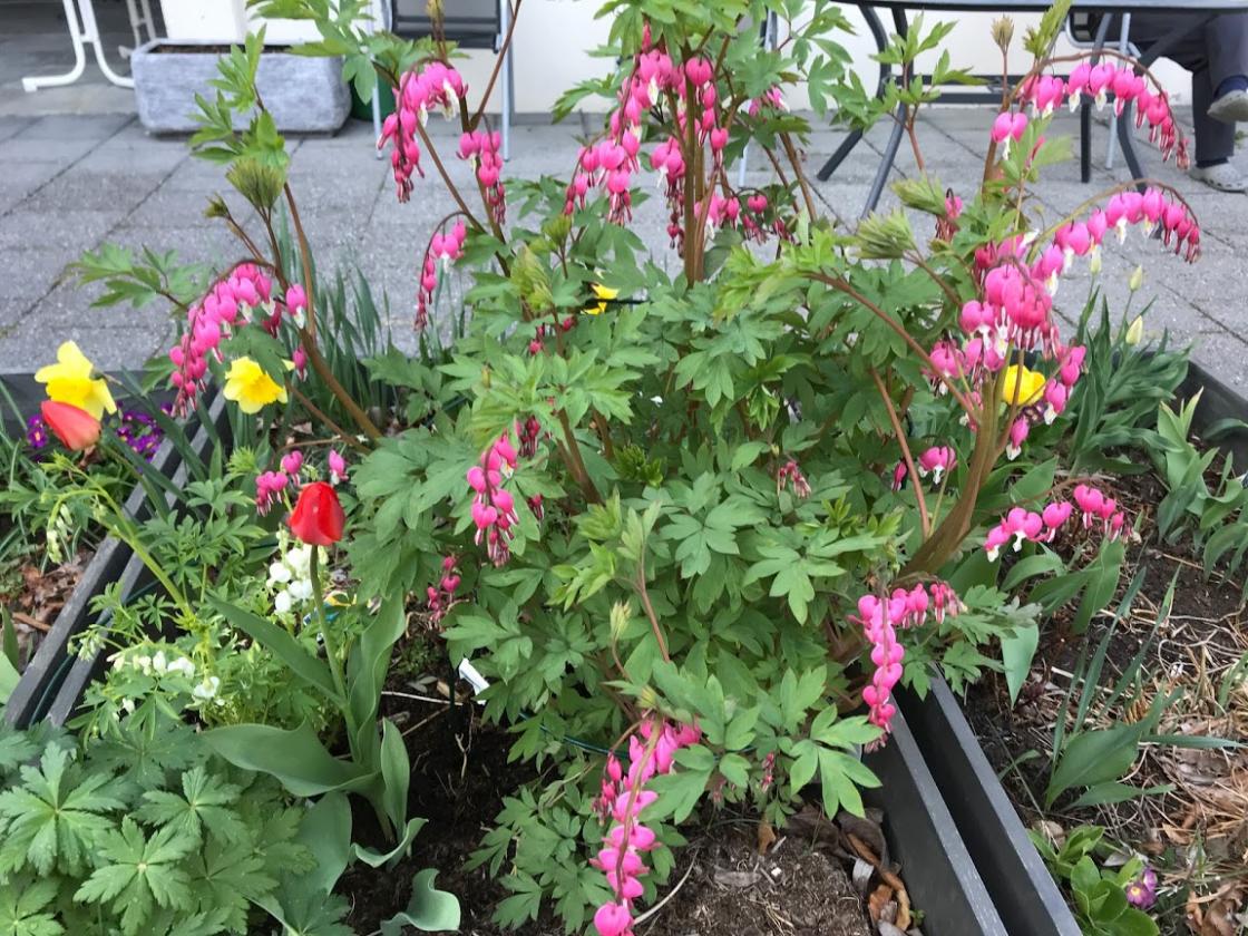 Løytnants hjerte i tidleg blomst!
