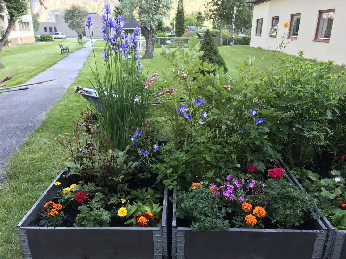 Linge gartneri spanderte eit heilt brett fullt av tagetes ! Tusen takk !