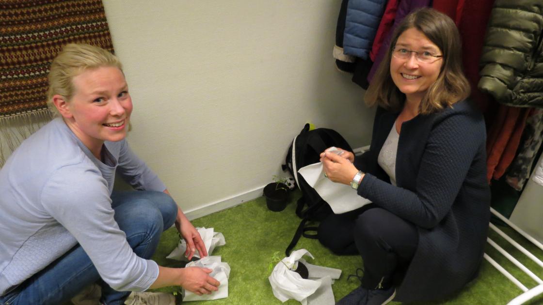 Hjem med tomatplanter i bagasjen