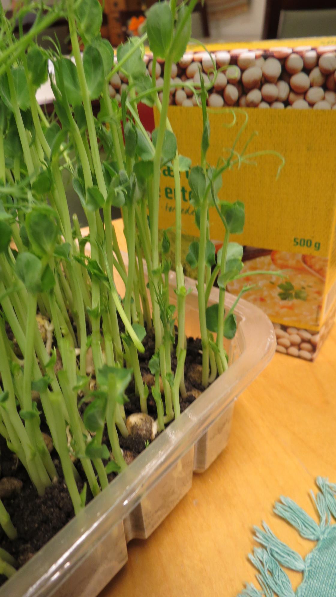 Erteskudd - med tørre erter, gule eller grønne, som utgangspunkt