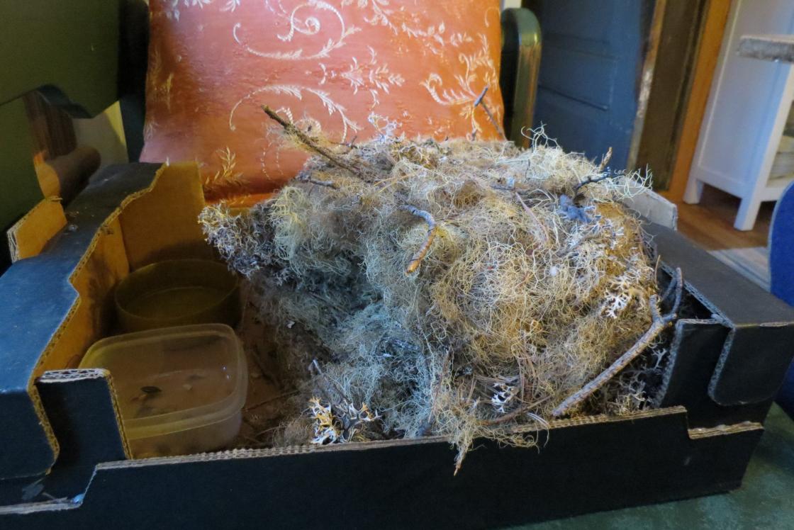 Gjenbruk av ekornbol