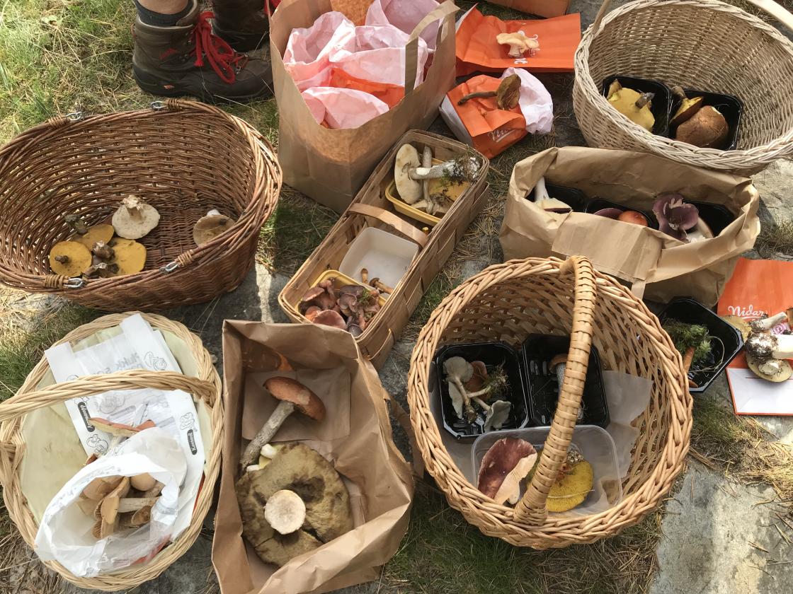 Kurver med sopp klare til gjennomgang