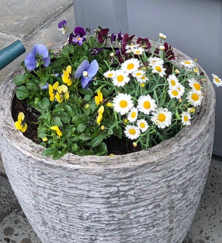 Fine stemor i krukkene!