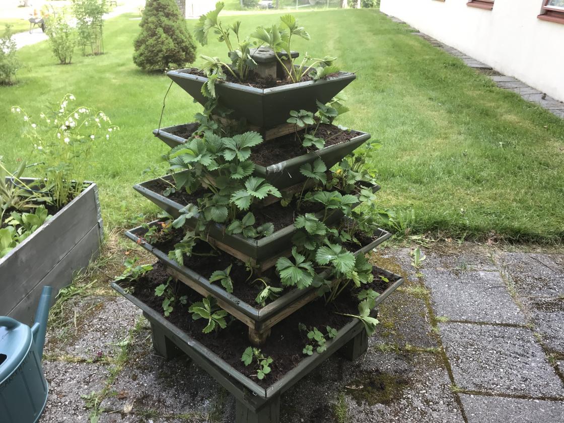 Jordbærpyramiden - tusen takk til Kjell Arne Valdal som også i år spanderte nye plantar på oss !!