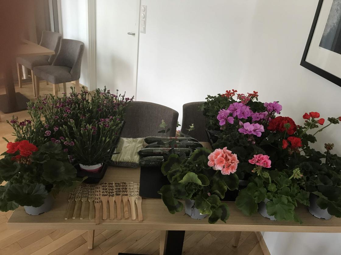 Sommarblomster og agurk som gevinstar.