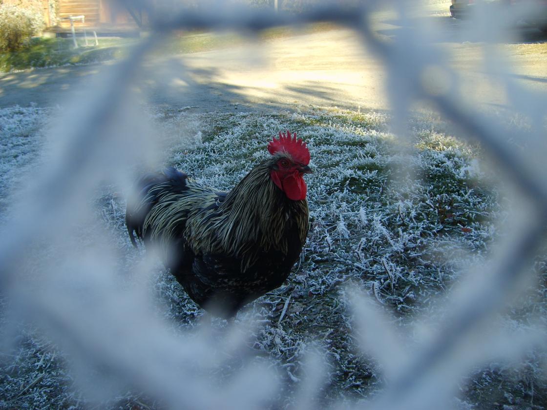 &amp;quot;Hane i ramme av rim&amp;quot;. Foto: Mari Sletten
