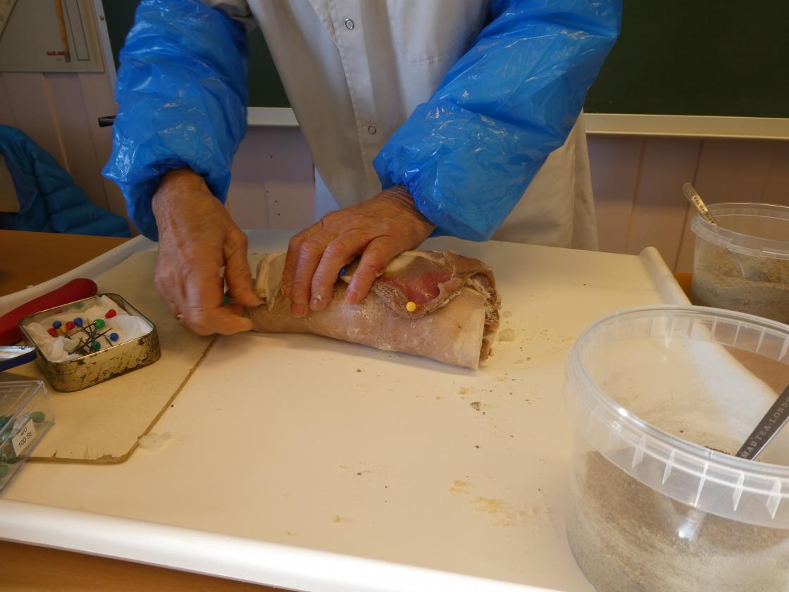 Kjøttet rulles sammen og festes med store&amp;quot;kappenåler&amp;quot;.