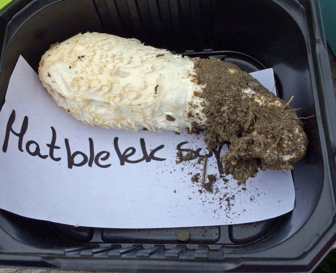 Matblekksopp, god matsopp som ung.