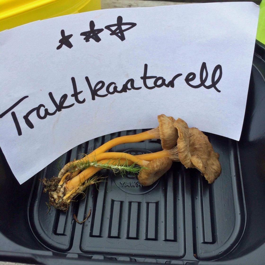 Traktkantarell, god matsopp.