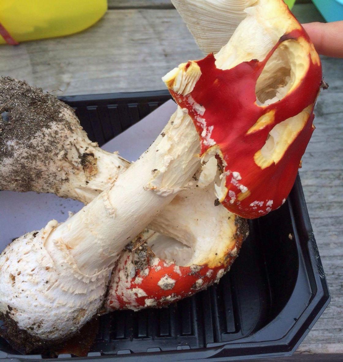 Rød fluesopp, giftig