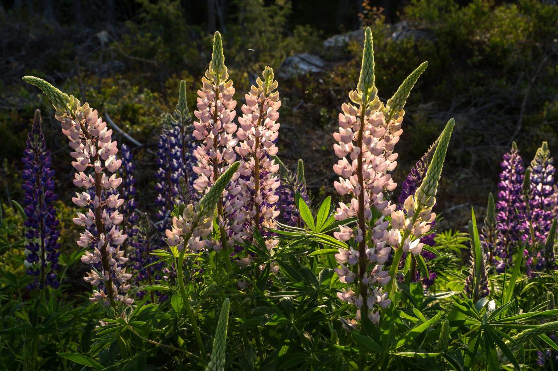 Foto: Ingun M. Orderud fra Sørum Bygdekvinnelag