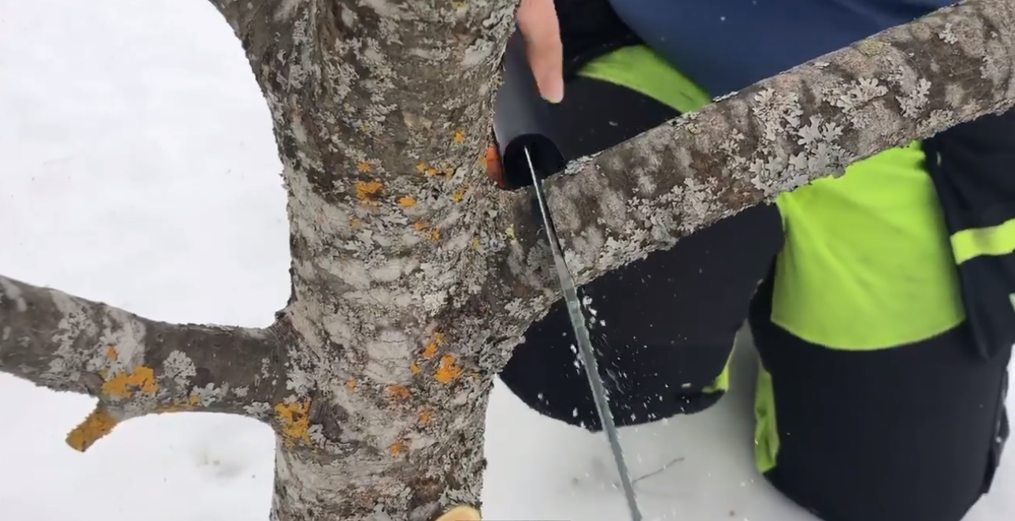 Greina må ikke kappes for nær stammen