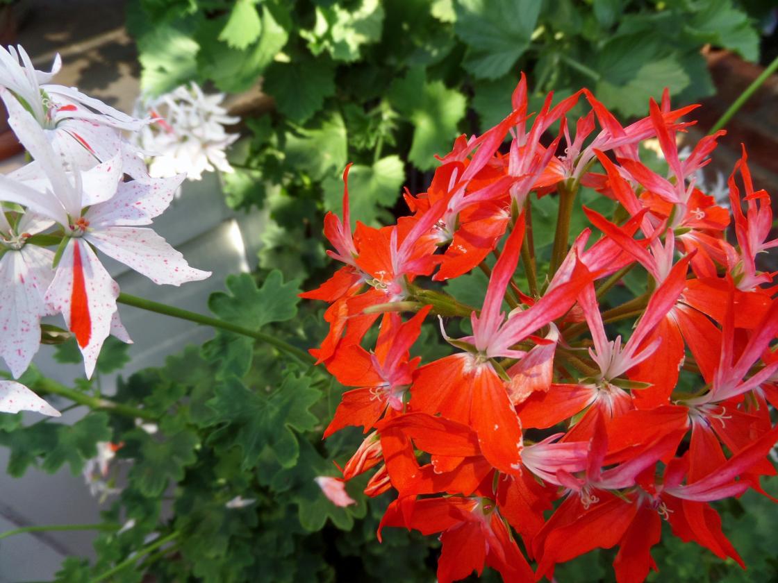 En av mange spesielle pelargoniar