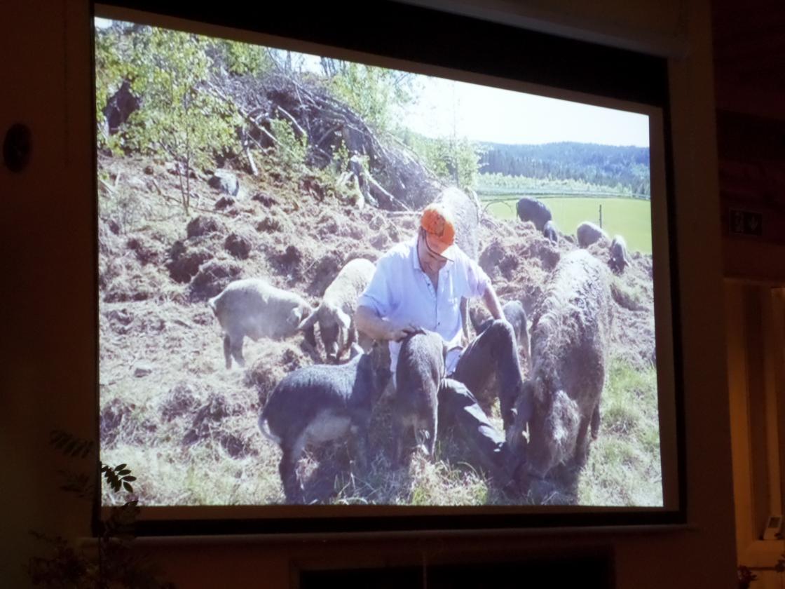 Pelsgriser fra Ungarn