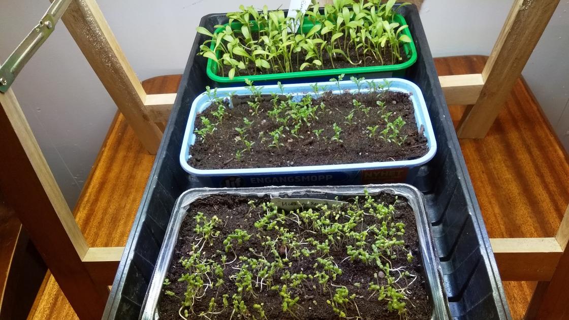Småplanter under vekstlys