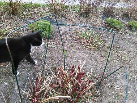 Sømna. Rakel Ellingsen. Rakel og Bella på inspeksjon i staudebedet.