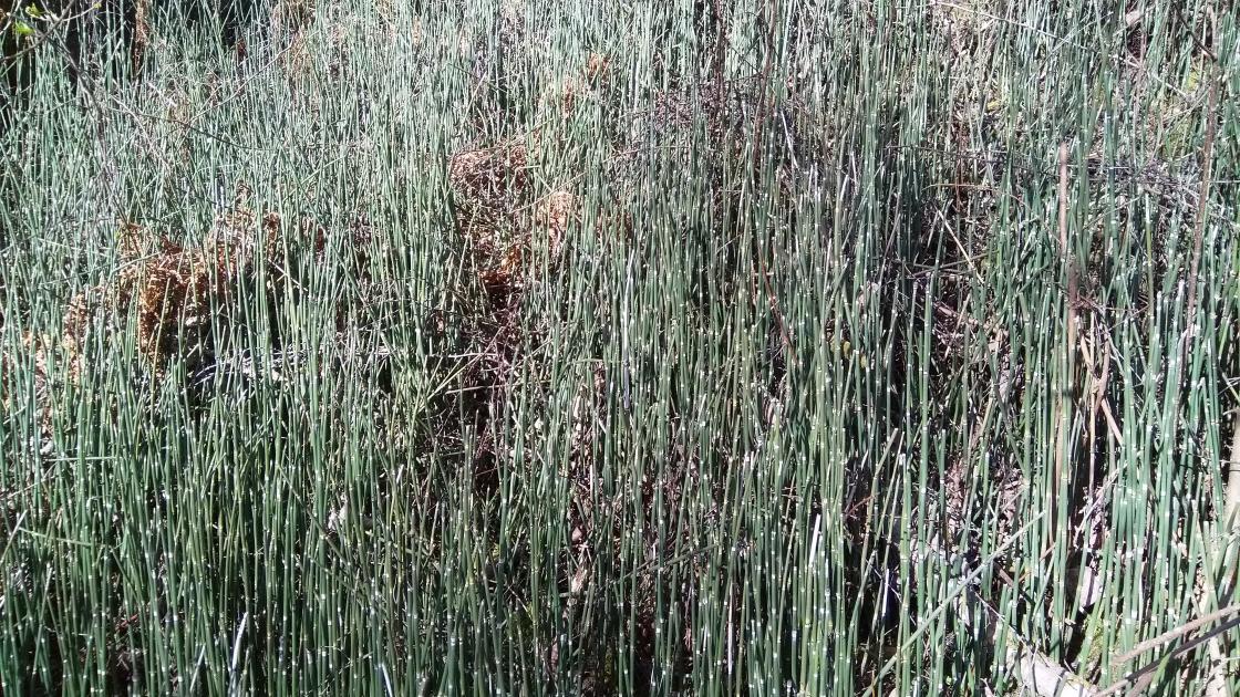 Skavgras - grønt hele året