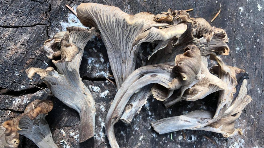 Svart trompetsopp (Foto: Ane Aa. Grøndahl)