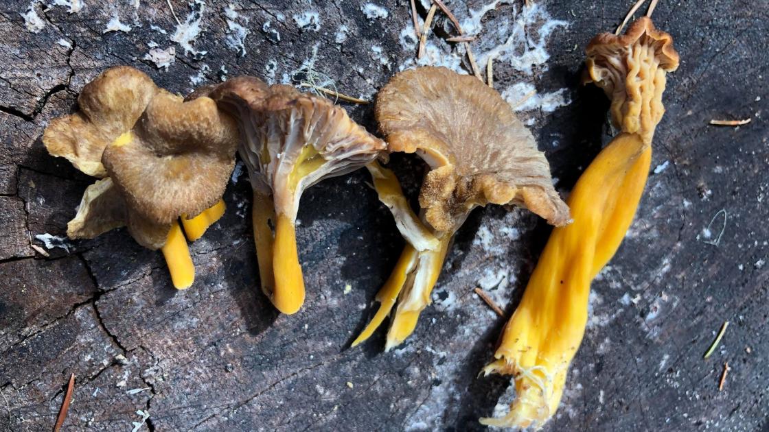 Traktkantarell (Foto: Ane Aa. Grøndahl)