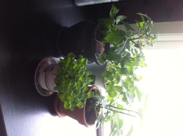 Ytre Rana. Trine Solvang. Lager et lite drivhus på kjøkkenbenken med chilli, tomater, mynt og basillikum. Får se om de overlever.