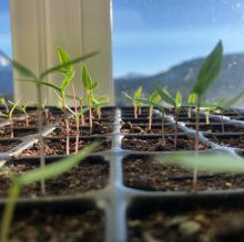 96 chilispirer i stram giv akt i vinduskarmen. Foto: Undeland gard.