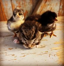 Nye liv i kvar ein krok!