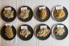 Byggrynene har ligget i vann over natten. Nå er de klare til å bli testet ut i matretter. Det er interessant å se fargeforskjellen mellom nakenbyggsortene Pihl og CDC Hilose, sammenlignet med de andre byggsortene. Foto: Øyvind Strand Endal