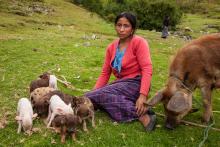 Catarina Sebastian Marcos, og hennes griser. Catarina er 24 år gammel og en del av arbeidet til kvinneorganisasjonen AMEDPIK. AMEDPIK får støtte fra Utviklingsfondet og ASOCUCH for å hjelpe kvinner på landsbygden. Catarina har fått et mikrolån som hun brukte til å kjøpe en gris, en investering som mangedoblet seg på kort tid. De nye husdyrene betyr mye for henne i et samfunn der kvinnene ikke eier stort og ikke har store sjansene til å skaffe et selvstendig livsgrunnlag.