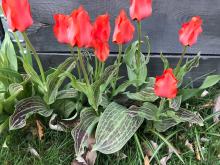 Dekorative tulipanar!